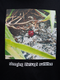 sleeping through summer ladybug tee